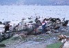 134- vissers op het meer van Dali.jpg